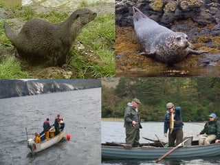 Threats to the
returning salmon
 