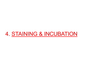 4. STAINING & INCUBATION
 
