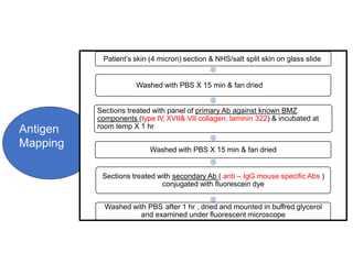 Antigen
Mapping
Patient’s skin (4 micron) section & NHS/salt split skin on glass slide
Washed with PBS X 15 min & fan dried
Sections treated with panel of primary Ab against known BMZ
components (type IV, XVII& VII collagen; laminin 322) & incubated at
room temp X 1 hr
Washed with PBS X 15 min & fan dried
Sections treated with secondary Ab ( anti – IgG mouse specific Abs )
conjugated with fluorescein dye
Washed with PBS after 1 hr , dried and mounted in buffred glycerol
and examined under fluorescent microscope
 