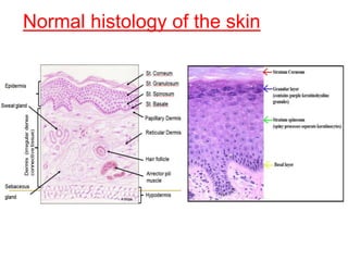 Normal histology of the skin
 