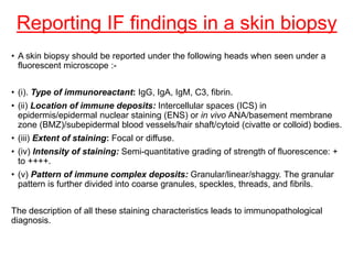 Reporting IF findings in a skin biopsy
• A skin biopsy should be reported under the following heads when seen under a
fluorescent microscope :-
• (i). Type of immunoreactant: IgG, IgA, IgM, C3, fibrin.
• (ii) Location of immune deposits: Intercellular spaces (ICS) in
epidermis/epidermal nuclear staining (ENS) or in vivo ANA/basement membrane
zone (BMZ)/subepidermal blood vessels/hair shaft/cytoid (civatte or colloid) bodies.
• (iii) Extent of staining: Focal or diffuse.
• (iv) Intensity of staining: Semi-quantitative grading of strength of fluorescence: +
to ++++.
• (v) Pattern of immune complex deposits: Granular/linear/shaggy. The granular
pattern is further divided into coarse granules, speckles, threads, and fibrils.
The description of all these staining characteristics leads to immunopathological
diagnosis.
 