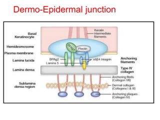 Dermo-Epidermal junction
 
