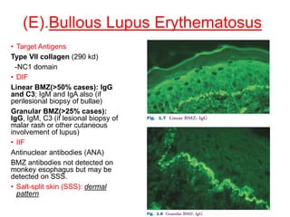 (E).Bullous Lupus Erythematosus
• Target Antigens
Type VII collagen (290 kd)
-NC1 domain
• DIF
Linear BMZ(>50% cases): IgG
and C3; IgM and IgA also (if
perilesional biopsy of bullae)
Granular BMZ(>25% cases):
IgG, IgM, C3 (if lesional biopsy of
malar rash or other cutaneous
involvement of lupus)
• IIF
Antinuclear antibodies (ANA)
BMZ antibodies not detected on
monkey esophagus but may be
detected on SSS.
• Salt-split skin (SSS): dermal
pattern
 
