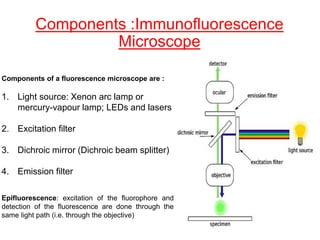 Components :Immunofluorescence
Microscope
Components of a fluorescence microscope are :
1. Light source: Xenon arc lamp or
mercury-vapour lamp; LEDs and lasers
2. Excitation filter
3. Dichroic mirror (Dichroic beam splitter)
4. Emission filter
Epifluorescence: excitation of the fluorophore and
detection of the fluorescence are done through the
same light path (i.e. through the objective)
 
