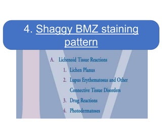 4. Shaggy BMZ staining
pattern
 