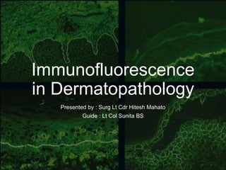 Immunofluorescence
in Dermatopathology
Presented by : Surg Lt Cdr Hitesh Mahato
Guide : Lt Col Sunita BS
 