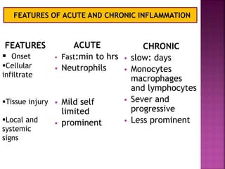 ACUTE
 Fast:min to hrs
 Neutrophils
 Mild self
limited
 prominent
CHRONIC
 slow: days
 Monocytes
macrophages
and lymphocytes
 Sever and
progressive
 Less prominent
FEATURES
 Onset
Cellular
infiltrate
Tissue injury
Local and
systemic
signs
FEATURES OF ACUTE AND CHRONIC INFLAMMATION
 