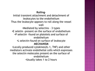 Rolling-
Initial transient attachment and detachment of
leukocytes to the endothelium
Thus the leukocyte appears to roll along the vessel
wall
•Mediated by selectins – 3 types
•E seletin –present on the surface of endothelium
•P selectin –found on platelets and surface of
endothelium
•L selectin-found on surface of leukocyte
MECHANISM
•Locally produced cytokines(IL-1, TNF) and other
mediators activate endothelial cells which expresses
the selectin molecules present on the surface of
endothelium
•Usually takes 1 to 2 hours
 