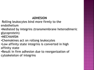 ADHESION
Rolling leukocytes bind more firmly to the
endothelium
•Mediated by integrins (transmembrane heterodimeric
glycoprotein)
•MECHANISM
•Chemokines act on rollong leukocytes
•Low affinity state integrins is converted in high
affinity state
•Result in firm adhesion due to reorganization of
cytoskeleton of integrins
 