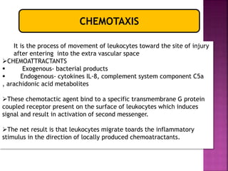 CHEMOTAXIS
It is the process of movement of leukocytes toward the site of injury
after entering into the extra vascular space
CHEMOATTRACTANTS
 Exogenous- bacterial products
 Endogenous- cytokines IL-8, complement system component C5a
, arachidonic acid metabolites
These chemotactic agent bind to a specific transmembrane G protein
coupled receptor present on the surface of leukocytes which induces
signal and result in activation of second messenger.
The net result is that leukocytes migrate toards the inflammatory
stimulus in the direction of locally produced chemoatractants.
 