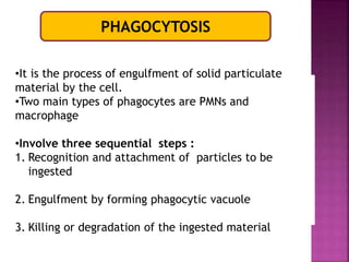 PHAGOCYTOSIS
•It is the process of engulfment of solid particulate
material by the cell.
•Two main types of phagocytes are PMNs and
macrophage
•Involve three sequential steps :
1. Recognition and attachment of particles to be
ingested
2. Engulfment by forming phagocytic vacuole
3. Killing or degradation of the ingested material
 