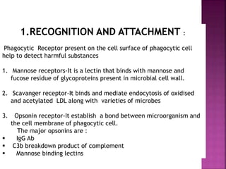 1.RECOGNITION AND ATTACHMENT :
Phagocytic Receptor present on the cell surface of phagocytic cell
help to detect harmful substances
1. Mannose receptors-It is a lectin that binds with mannose and
fucose residue of glycoproteins present in microbial cell wall.
2. Scavanger receptor-It binds and mediate endocytosis of oxidised
and acetylated LDL along with varieties of microbes
3. Opsonin receptor-It establish a bond between microorganism and
the cell membrane of phagocytic cell.
The major opsonins are :
 IgG Ab
 C3b breakdown product of complement
 Mannose binding lectins
 