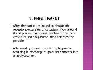 2. ENGULFMENT
• After the particle is bound to phagocytic
receptors,extension of cytoplasm flow around
it and plasma membrane pinches off to form
vesicle called phagosome that encloses the
particle
• Afterward lysosome fuses with phagosome
resulting in discharge of granules contents into
phagolysosome .
 
