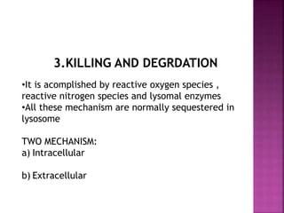 3.KILLING AND DEGRDATION
•It is acomplished by reactive oxygen species ,
reactive nitrogen species and lysomal enzymes
•All these mechanism are normally sequestered in
lysosome
TWO MECHANISM:
a) Intracellular
b) Extracellular
 