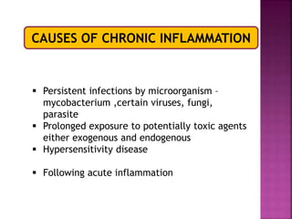 CAUSES OF CHRONIC INFLAMMATION
 Persistent infections by microorganism –
mycobacterium ,certain viruses, fungi,
parasite
 Prolonged exposure to potentially toxic agents
either exogenous and endogenous
 Hypersensitivity disease
 Following acute inflammation
 