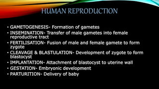 HUMAN REPRODUCTION
• GAMETOGENESIS- Formation of gametes
• INSEMINATION- Transfer of male gametes into female
reproductive tract
• FERTILISATION- Fusion of male and female gamete to form
zygote
• CLEAVAGE & BLASTULATION- Development of zygote to form
blastocyst
• IMPLANTATION- Attachment of blastocyst to uterine wall
• GESTATION- Embryonic development
• PARTURITION- Delivery of baby
 