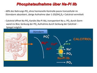 Phosphataufnahme über Na-Pi IIb
- 60% des Nahrungs-PO4 ohne hormonelle Kontrolle passiv transzellulär im
  Dünndarm absorbiert, übrige Aufnahme über 1-25(OH)2D3= Calcitriol vermittelt

- Calcitriol öffnet Na-PO4-Kanäle (Na-Pi IIb), transportiert Na u. PO4 durch Darm-
  wand ins Blut, Senkung der PO4-Aufnahme durch Senkung der Calcitriol -
  Spiegel möglich
                              Dünndarm
 