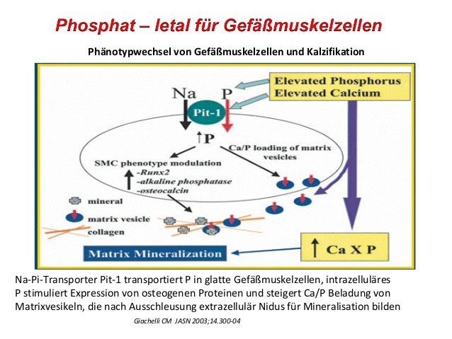 Phosphat Zu Niedrig Was Tun de.slideshare.net