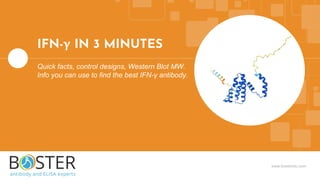 www.bosterbio.com
IFN-γ IN 3 MINUTES
Quick facts, control designs, Western Blot MW.
Info you can use to find the best IFN-γ antibody.
 