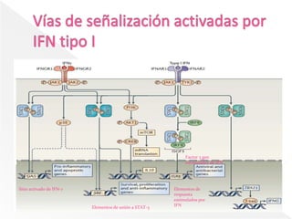Factor 3 gen
                                                             estimulador de IFN




Sitio activado de IFN-γ                                 Elementos de
                                                        respuesta
                                                        estimulados por
                          Elementos de unión a STAT-3   IFN
 
