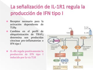    Receptor necesario para la
    activación dependiente de
    TLR9
   Cambios en el perfil de
    ubiquitinización de TRAF3
    determina son producidas
    citocinas pro-inflamatorias o
    IFN tipo I

   IL-1R1 regula positivamente la
    producción de IFN tipo I
    inducido por la vía TLR
 