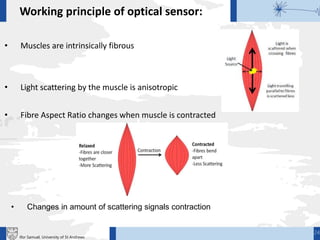 • Muscles are intrinsically fibrous
• Light scattering by the muscle is anisotropic
• Fibre Aspect Ratio changes when muscle is contracted
Working principle of optical sensor:
• Changes in amount of scattering signals contraction
24
Ifor Samuel, University of St Andrews
 