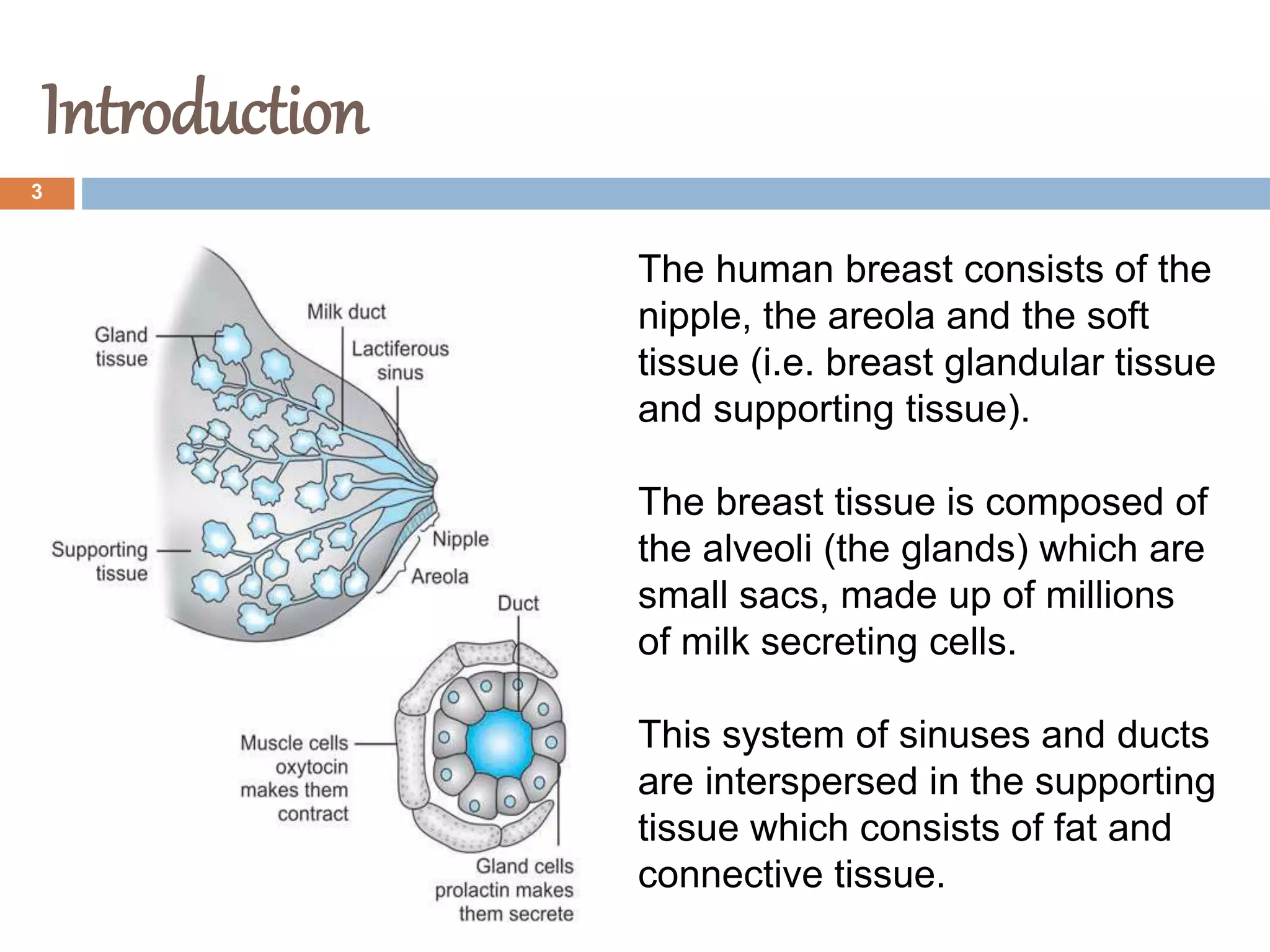 Introduction
3
The human breast consists of the
nipple, the areola and the soft
tissue (i.e. breast glandular tissue
and supporting tissue).
The breast tissue is composed of
the alveoli (the glands) which are
small sacs, made up of millions
of milk secreting cells.
This system of sinuses and ducts
are interspersed in the supporting
tissue which consists of fat and
connective tissue.
 