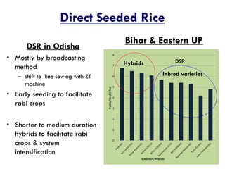 IFPRI -CSISA - Innovations in Production and Production Technology- R K ...