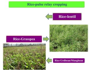 Relay Rice IFPR - Introducing Pulses in the Rice-Fallow areas - Mapping ...