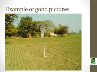 IFPRI-New technologies for better Insurance: Picture Based Crop Insurance-Berber Kramer