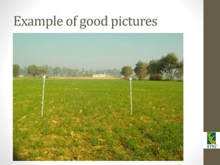 IFPRI-New technologies for better Insurance: Picture Based Crop Insurance-Berber Kramer