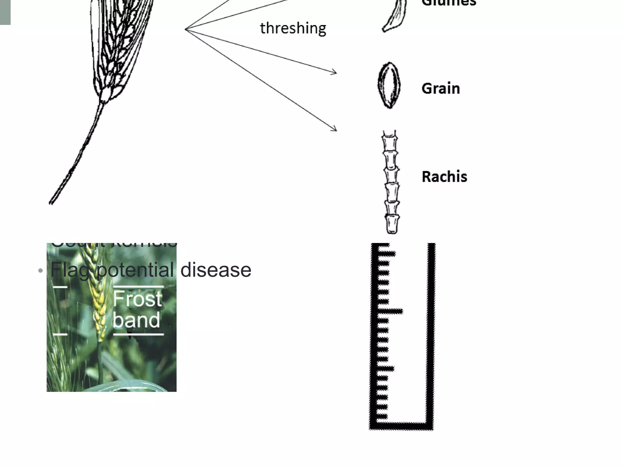 After hand threshing,
cellphone cameras with
machine learning can:
• Count kernels
• Flag potential disease
 