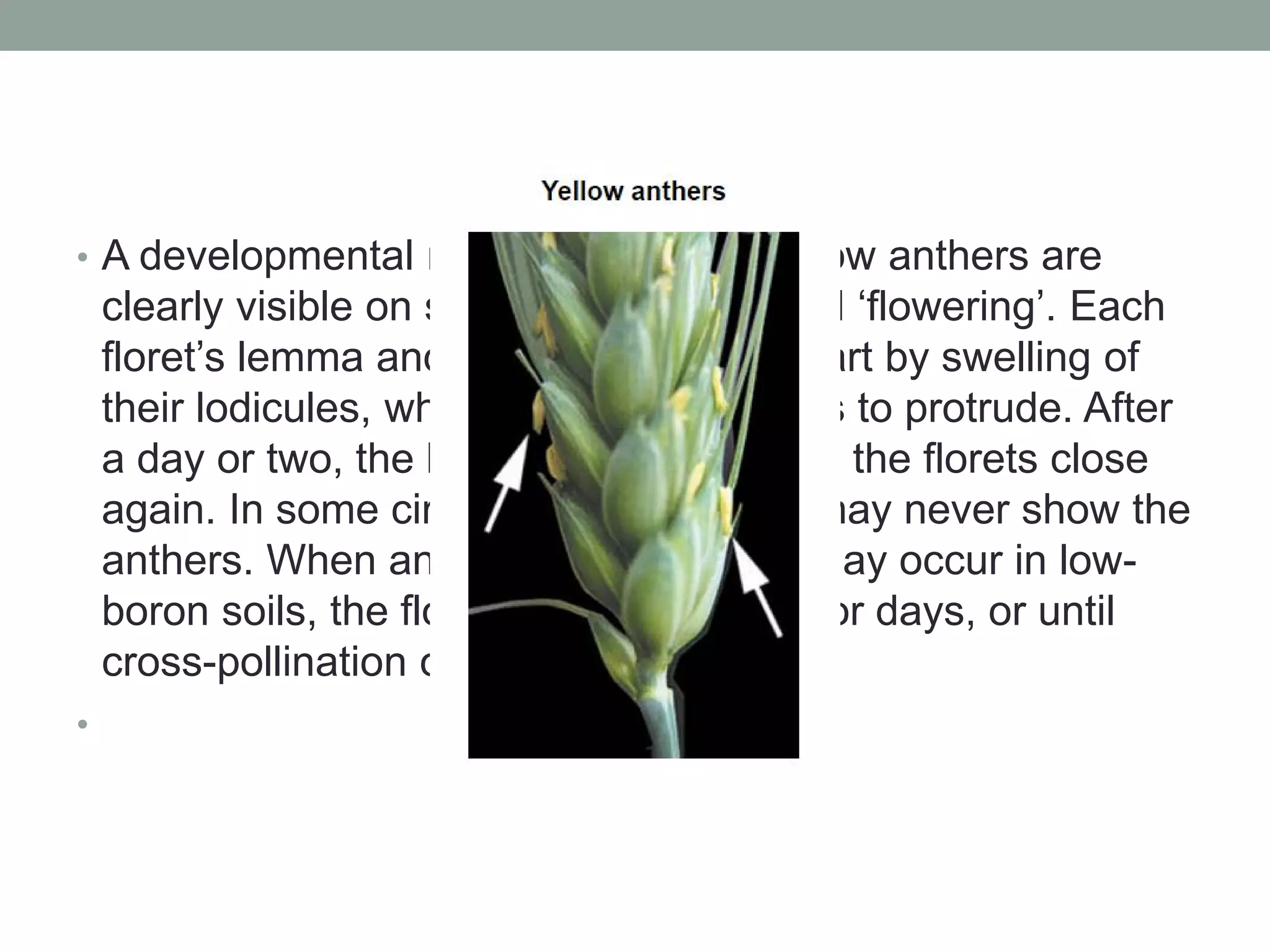 • A developmental main stage when yellow anthers are
clearly visible on spikes. It is also called ‘flowering’. Each
floret’s lemma and palea are forced apart by swelling of
their lodicules, which allows the anthers to protrude. After
a day or two, the lodicules collapse and the florets close
again. In some circumstances, florets may never show the
anthers. When anthers are sterile, as may occur in low-
boron soils, the florets may stay open for days, or until
cross-pollination occurs.
•
 