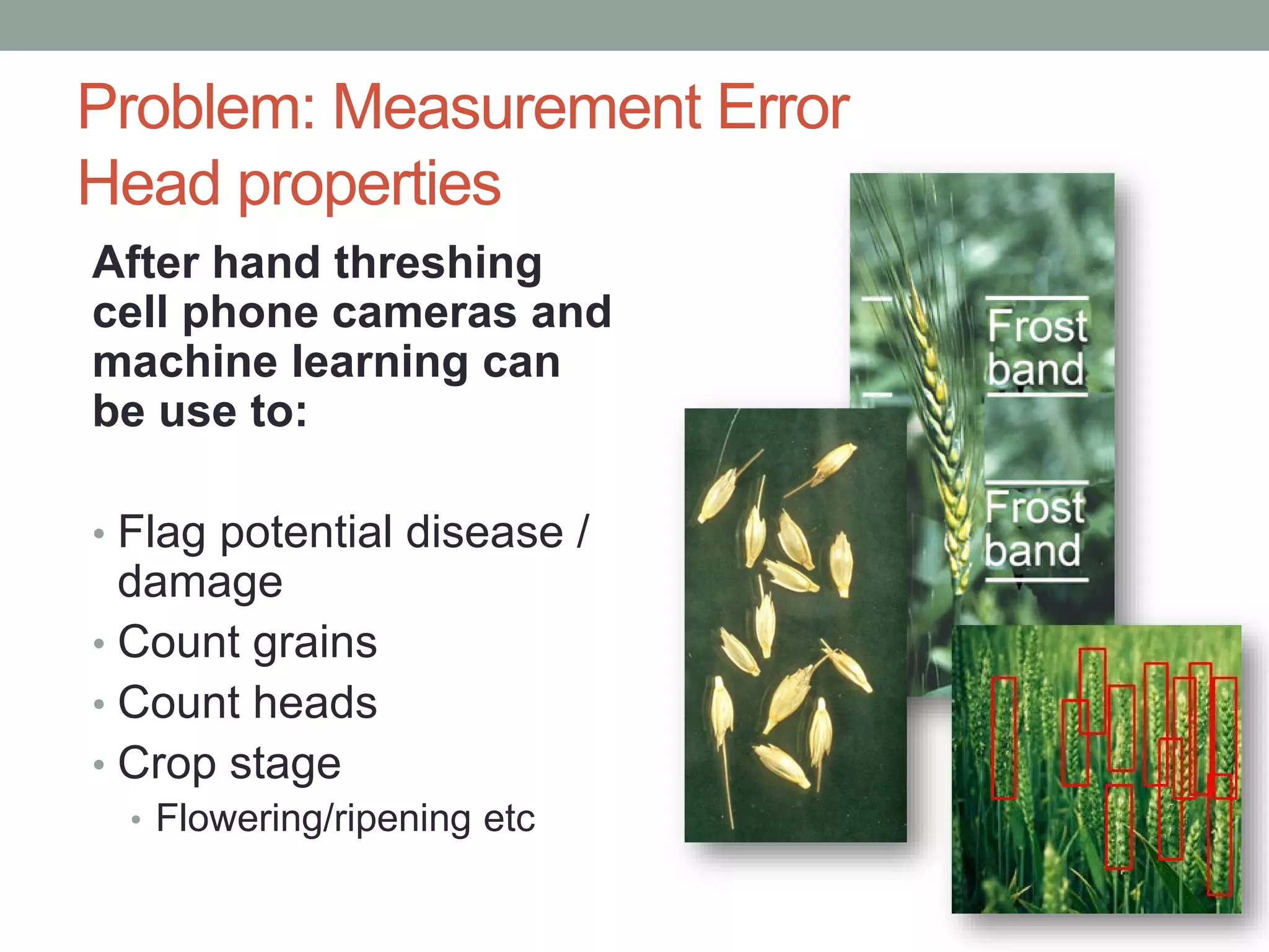 Problem: Measurement Error
Head properties
After hand threshing
cell phone cameras and
machine learning can
be use to:
• Flag potential disease /
damage
• Count grains
• Count heads
• Crop stage
• Flowering/ripening etc
 
