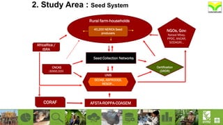 30 Seed Collection Networks
AfricaRice /
ISRA
CNCAS
($966,000)
UNIS
SEDAB, ASPRODEB,
RESOP…
CORAF
NGOs, Gov:
Nataal Mbay,
PPDC, ANCAR,
SODAGRI…
Certification
(DRDR)
Rural farm-households
40,200 NERICA Seed
producers
2. Study Area : Seed System
AFSTA-ROPPA-COASEM
 