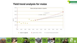Yield trend analysis for maize
y = 99.856x - 198419
y = 1E-40e0.0495x
0
1,000
2,000
3,000
4,000
5,000
6,000
2002 2004 2006 2008 2010 2012 2014 2016 2018 2020 2022 2024
(kg/ha)
Maize yield gap analysis in Uganda
maize in Uganda growth (2012 - 2025) Linear forecast (2012-2025)
 
