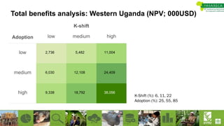 Total benefits analysis: Western Uganda (NPV; 000USD)
Adoption
K-shift
low medium high
low
medium
high 38,056
24,409
11,004
18,792
12,108
5,482
9,338
6,030
2,736
K-Shift (%): 6, 11, 22
Adoption (%): 25, 55, 85
 