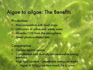 Algae to oilgae: The Benefits Production Non-competitive with food crops  Utilization of saline and waste water Absorbs CO2 from the atmosphere Great photosynthetic rates  Consumption Carbon neutral source Complement and diversify our renewable energy portfolio High lipid content: Comparable energy to wood  Algae: 8-14 kj/gram Best wood: 14 kj/gram  