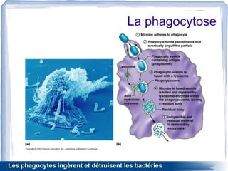 La phagocytose
Les phagocytes ingèrent et détruisent les bactéries
 