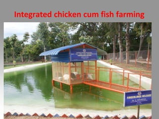 Integrated chicken cum fish farming
 