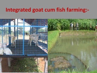 Integrated goat cum fish farming:-
 
