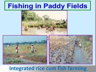 Rice-fish-prawn culture:
• Fish cultured in trench or
canal dugs in paddy fields
in low lying areas yielded
700kg/ha fish along with
5.5ton/ha of paddy.
• There as greater potential
for culture of air
breathing fish in paddy
fields as they can with
stand low water and
oxygen levels.
Integrated rice cum fish farming
 
