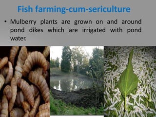 Fish farming-cum-sericulture
• Mulberry plants are grown on and around
pond dikes which are irrigated with pond
water.
 