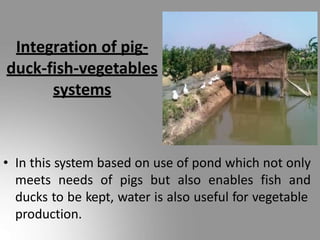 Integration of pig-
duck-fish-vegetables
systems
• In this system based on use of pond which not only
meets needs of pigs but also enables fish and
ducks to be kept, water is also useful for vegetable
production.
 