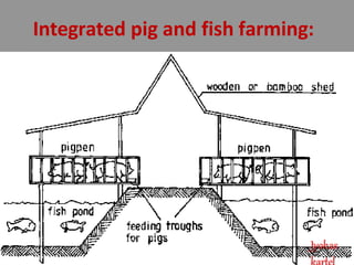 Integrated pig and fish farming:
Jyohas
 
