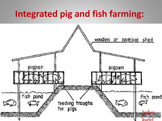 Integrated pig and fish farming:
Jyohas
 