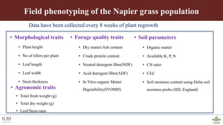 Genotyping by sequencing provides new insights into the molecular genetic diversity of Napier grass collections and identified candidate genes associated with important forage traits