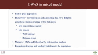 Genotyping by sequencing provides new insights into the molecular genetic diversity of Napier grass collections and identified candidate genes associated with important forage traits