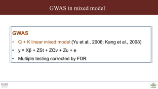 Genotyping by sequencing provides new insights into the molecular genetic diversity of Napier grass collections and identified candidate genes associated with important forage traits