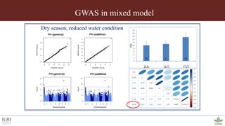 Genotyping by sequencing provides new insights into the molecular genetic diversity of Napier grass collections and identified candidate genes associated with important forage traits